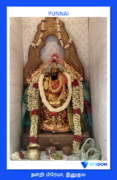 Punnai